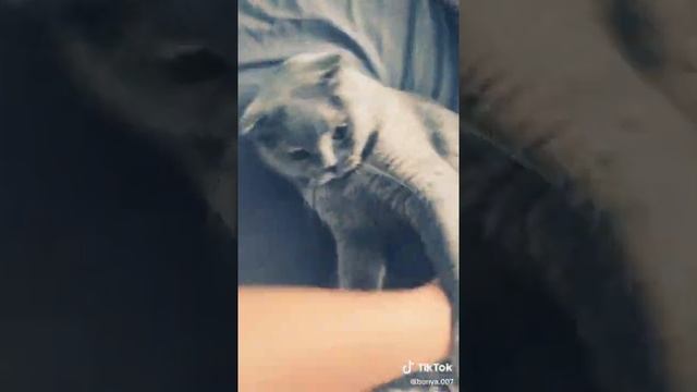 Стих про кота смотреть онлайн