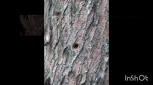 Признаки поражения 
Радужной кипарисовой златкой на юге Украины 
Lamprodila (Palmar) festiva