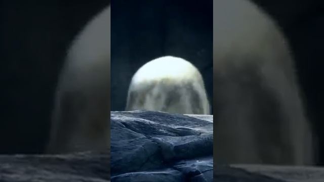 7 фактов о полярных белых медведях, которые вы не знали. #Short смотреть онлайн