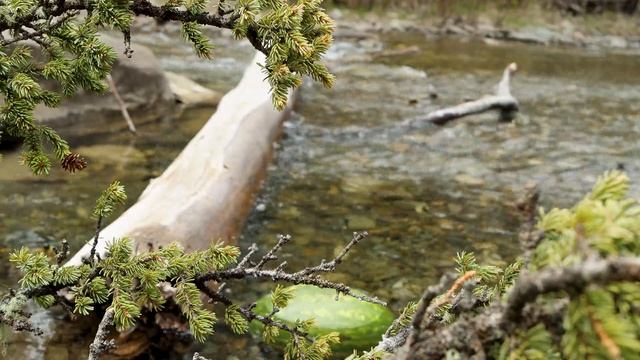 Cooking Oxtail stew in middle of the forest ASMR (how to cook oxtail stew recipe) смотреть онлайн