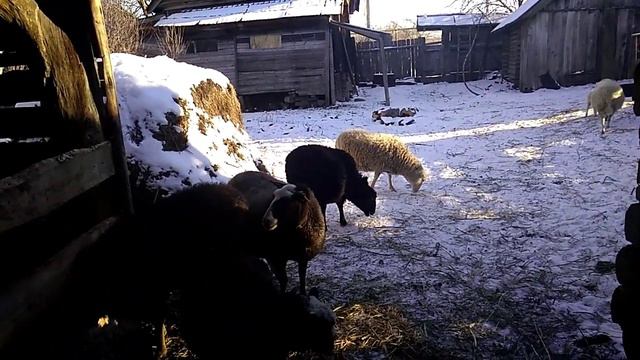 ПРОДАЛ ОВЕЦ. О ЗИМОВКЕ ПЧЕЛ. ПЛАНЫ НА 2019 | ЖИЗНЬ В ДЕРЕВНЕ смотреть онлайн