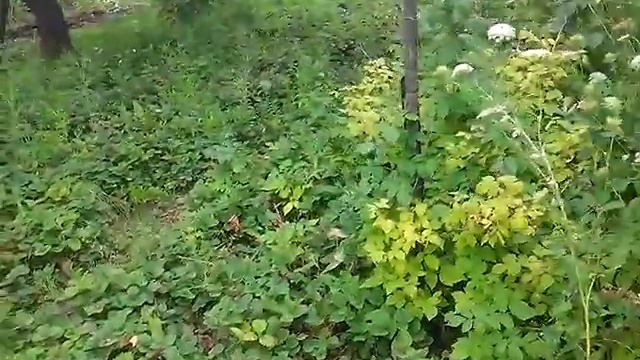 Дом для авито ростов-на-дону смотреть онлайн