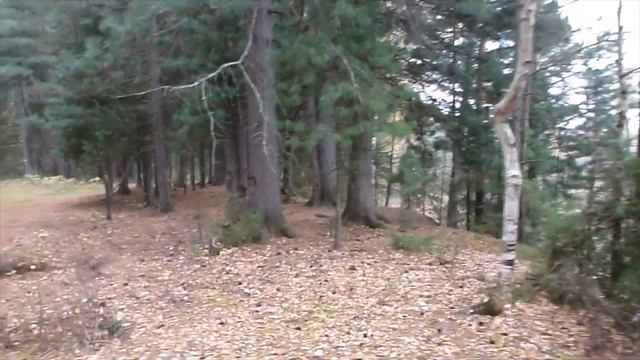 Вековые кедры на берегу речки . смотреть онлайн