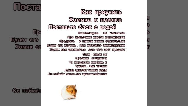 ?Почему хомяк не пьёт воду? смотреть онлайн