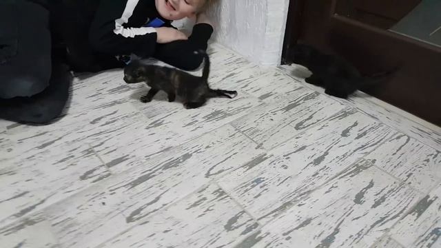 Смешная реакция котят. смотреть онлайн
