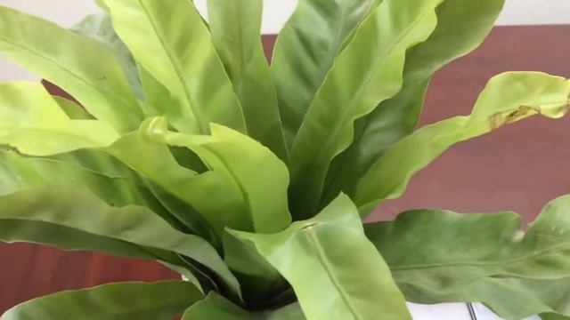 New product Asplenium antiquum смотреть онлайн