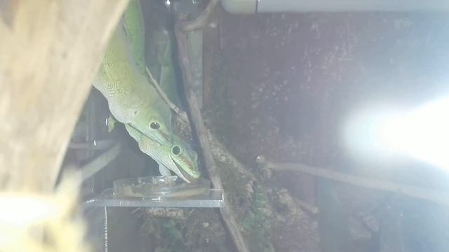 Фельpумы едят и разговаривают/ как разговаривают фельзумы?/phelsuma madagascariensis смотреть онлайн