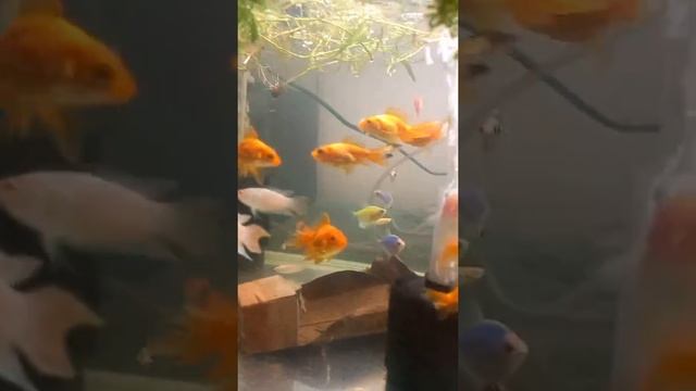 немного о гупёшка смотреть онлайн