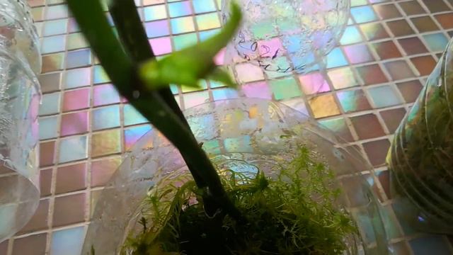 ОРХОНОВОСТИ ИЗ БУТЫЛОК 🌱😀❣️🙃🤗👍#PHALAENOPSIS #ORHIDS #ORJIDEA#FLOR смотреть онлайн