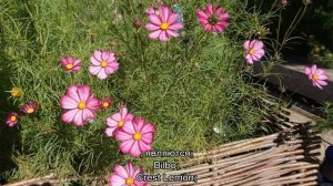 Космея цветок