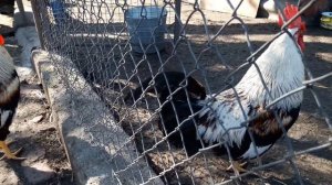 куры Загорские лососевые, любимцы в" Хитручкином Дворе" Украина.