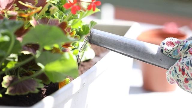 How to care for geraniums | Tips for planting your balcony with pelargonium|Balcony plant care guid смотреть онлайн