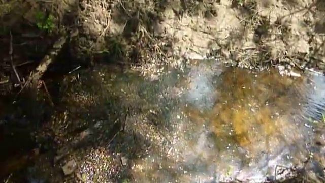 После половодья 2023 реки Хопёр,на правом берегу, около ручья из Турки- поют птицы и пищит комарьё! смотреть онлайн