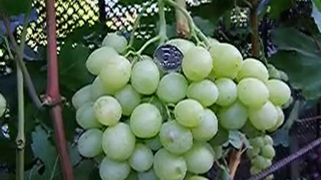 Виноград Спонсор 2018 смотреть онлайн