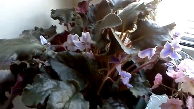 Moi fialki смотреть онлайн