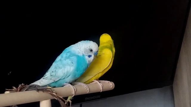 ПРИЧИНЫ СМЕРТИ ПОПУГАЯ! Почему УМИРАЕТ Волнистый ПОПУГАЙ? смотреть онлайн