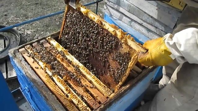 Первые весенние работы на пасеке Весенняя ревизия пчел смотреть онлайн