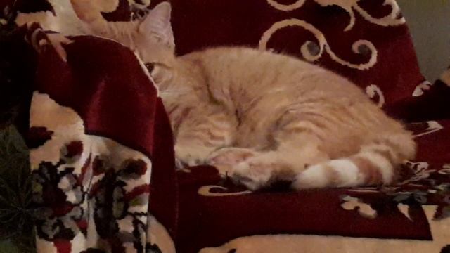 Засыпающий котя.mp4 смотреть онлайн