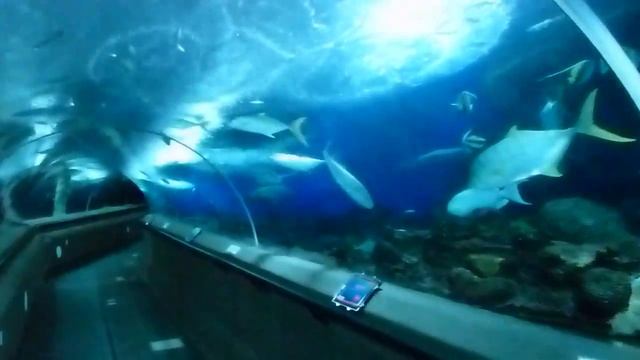 Underwater World, Singapore, HD Experience