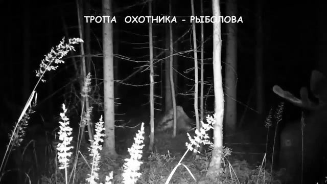 Фоторужьё на медвежьей тропе часть 1 смотреть онлайн