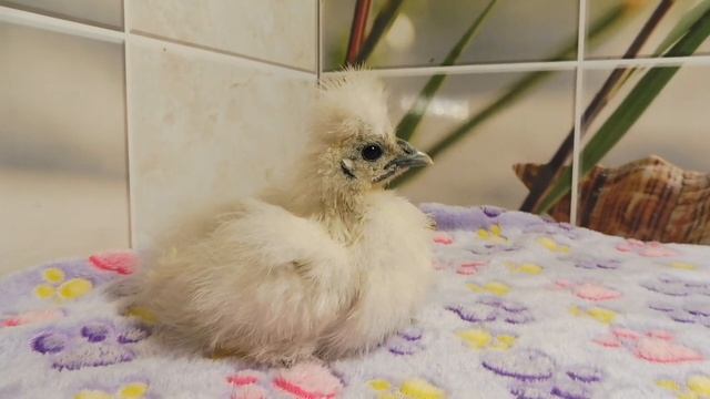 #ШЁЛКОВЫЕ куры / Цыпленок 1 месяц / С/Х птицы / Породистые курицы / Пушистые куры смотреть онлайн