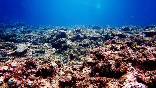 Ishigaki island & Snorkeling Slideshow - OLYMPUS Tough TG-5 смотреть онлайн