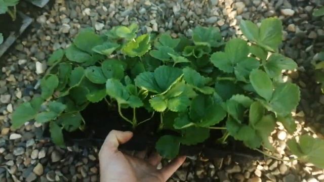 Применение стимуляторов корнееобразованию на кассетный рассаде клубники.