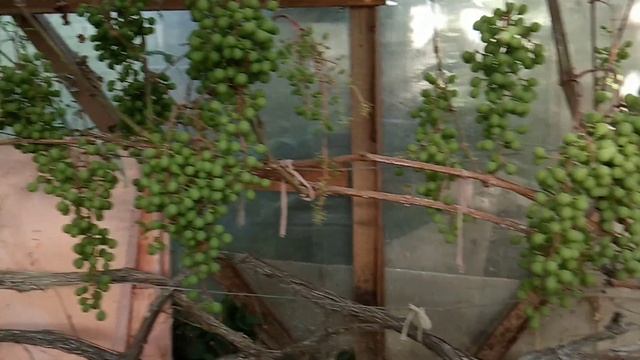 Виноград Супага в середине лета в Ленинградской области смотреть онлайн