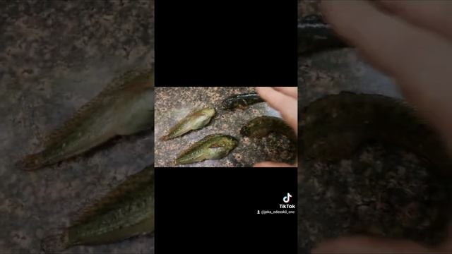 Одесская черноморская морская собачка можно ли есть? морская собачка как приготовить? смотреть онлайн