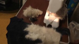 Пояс из собачьей шерсти.