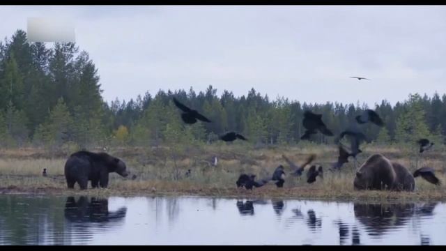 КАК ЖИВЁТ БУРЫЙ МЕДВЕДЬ: 10 ИНТЕРЕСНЫХ ФАКТОВ ИЗ ЖИЗНИ смотреть онлайн