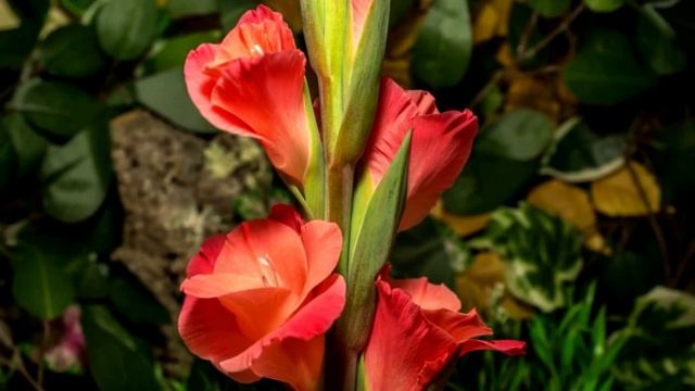 Саундрек из сериала "Жемчужина дворца" смотреть онлайн