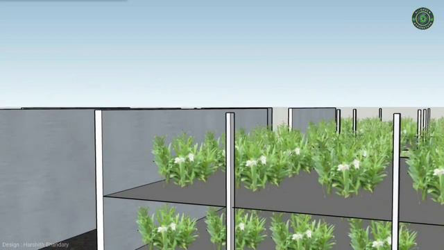 Ginger Vertical Farming Design | Hydroponic Ginger Cultivation