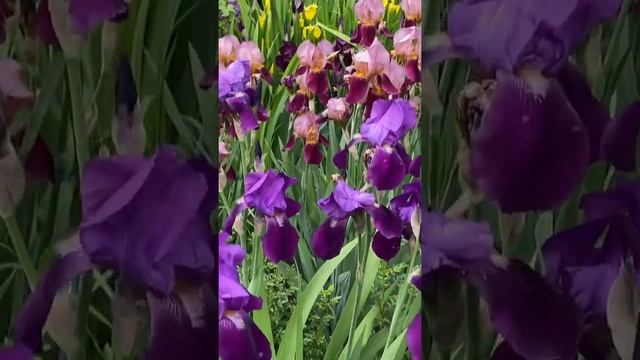 Мои ирисы???? #цветы #цветение #ирисы #клумбы #сад #загородныйдом #грядки #весна #переезднаюг смотреть онлайн