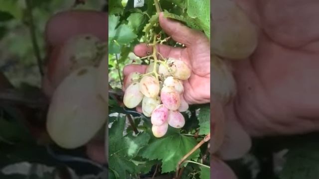 Виноград Алые паруса форма Калугина В.М. Видео от Колесника Н. 2019г. смотреть онлайн