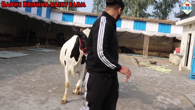 8930972881?HF and Cross Breed Cow available for Buyers. Supply All Over India. Radhe Krishna Dairy смотреть онлайн