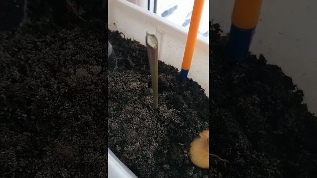 Супер стеллаж на подоконник для рассады своими руками смотреть онлайн