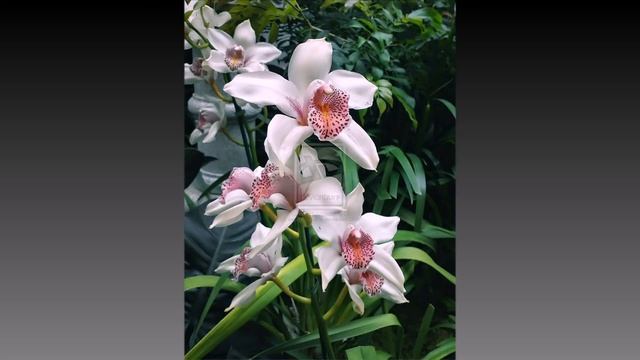 Белый Цимбидиум HD Cimbidium