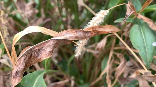 СТРЕЛЬБА В ЦЕНТРЕ ГОРОДА! УЖАС! ВНИМАНИЕ! Новости Киев сегодня смотреть онлайн