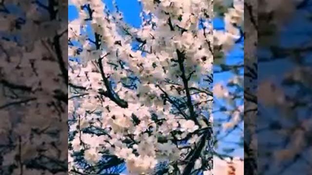 Весна в Узбекистане/Наманган/Узбекистан смотреть онлайн