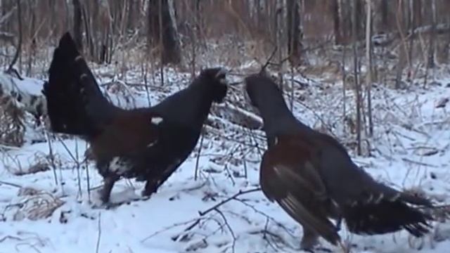 Глухариные страсти (Tetrao Urogallus L.)