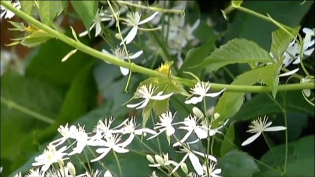 Дачники. Как вырастить плетистую розу в Сибири. Как правильно ухаживать за пионами смотреть онлайн