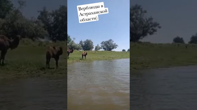 Верблюды в Астраханской области.