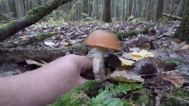 ?ГРИБНОЙ УРОЖАЙ ПОДОСИНОВИКОВ В СЕНТЯБРЕ.?СБОР КРАСНОГОЛОВИКОВ В ПОДМОСКОВЬЕ.?Хочу за грибами 2021❗ смотреть онлайн