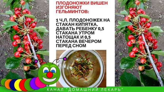 Плодоножки вишни лечат почки и изгоняют глистов - Домашний лекарь - выпуск №95 смотреть онлайн