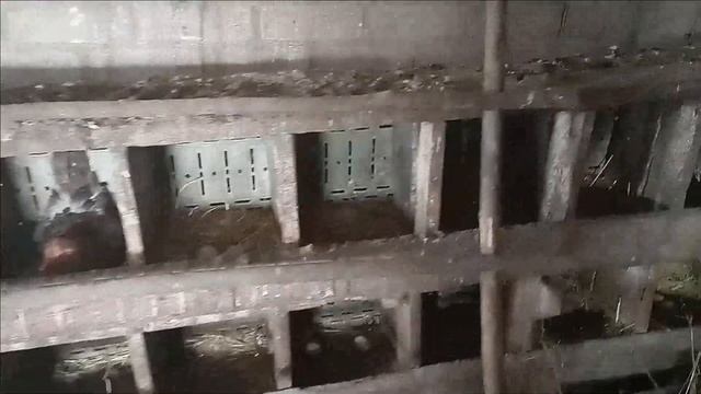 Когда правильно содержите кур зимой, даже утки несутся!!! Несётся ли курица когда мороз??? смотреть онлайн