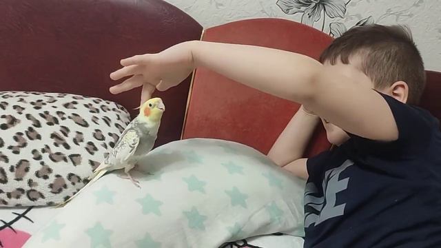 Попугаю скучно, решил мелкому расказать всё что думает смотреть онлайн