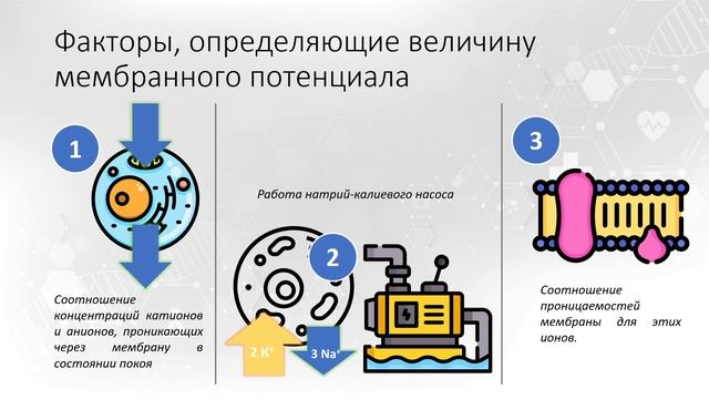 Тема 1. Возбудимые ткани. Вопрос 4. смотреть онлайн