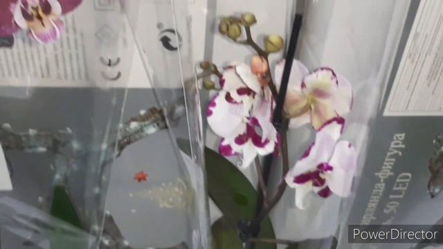 Свежие Яркие ОРХИДЕИ в ЛЕРУА Последний в этом году завоз (27.12.21г.) смотреть онлайн