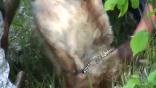 come SCAVARE e sentire dove c'é un TARTUFO смотреть онлайн